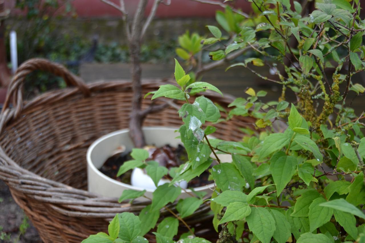 Le Jardin D Helant Hotell Ecquedecques Exteriör bild